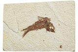 Fossil Fish (Knightia) - Green River Formation #233118-1